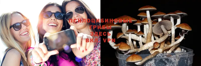 Псилоцибиновые грибы Cubensis  где можно купить наркотик  Вольск 